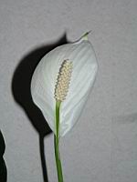 Anthurium, Fleur (2)